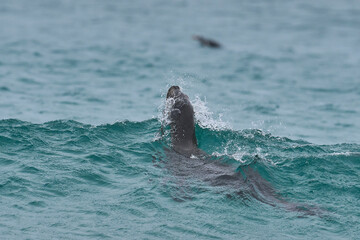 Fototapeta premium Southern Sea Lion (Otaria flavescens) frolicking in the surf whilst hunting penguins on the coast Sea Lion Island in the Falkland Islands.
