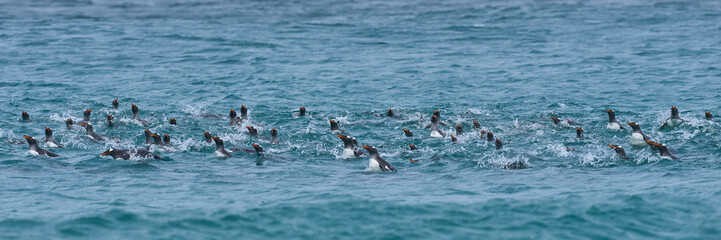 Group of Gentoo Penguin (Pygoscelis papua) porpoising as they approach the shore of Sea Lion Island...
