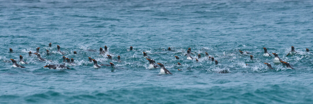 Group of Gentoo Penguin (Pygoscelis papua) porpoising as they approach the shore of Sea Lion Island in the Falkland Islands.
