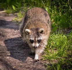 raccoon