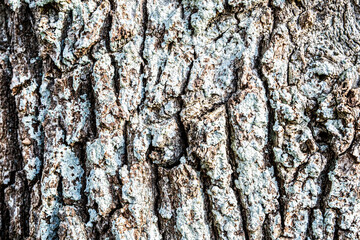 bark of a tree