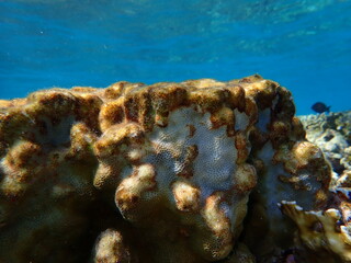 Hump coral (Porites sp.) undersea, Red Sea, Egypt, Sharm El Sheikh, Montazah Bay