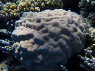 Hump coral (Porites sp.) undersea, Red Sea, Egypt, Sharm El Sheikh, Montazah Bay