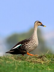 The duck has a distinctive orange beak and feet. The bird's body is primarily brown with a speckled pattern.