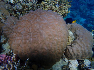 Hump coral (Porites sp.) undersea, Red Sea, Egypt, Sharm El Sheikh, Montazah Bay
