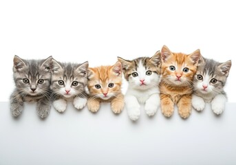 Five kittens of different colors and patterns peeking out from behind a white advertising board