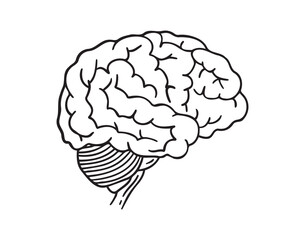 human brain doodle hand drawn icon. Outline drawing anatomy human brain line clipart symbol
