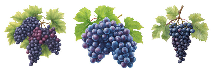 Fototapeta premium Three clusters of ripe grapes with lush green leaves. cut out. white background.