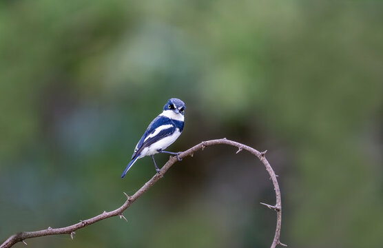Chinspot Batis (Batis molitor) on a tree branch, South Africa