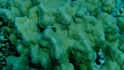 Hump coral (Porites sp.) undersea, Red Sea, Egypt, Sharm El Sheikh, Montazah Bay