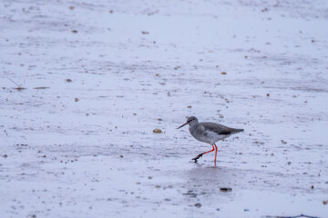 Red shank bird on the estuary bank 