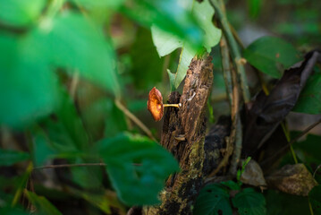 mushroom fungus in the forest