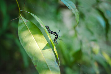 A caterpillar is crawling on a branch.