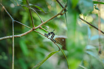 A caterpillar is crawling on a branch.