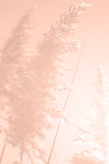 Obraz premium Mocha Mousse toning, color of the year 2025. Pampas grass against a background of sun ray of Peach Fuzz color. Lifestyle home interior, abstract nature decoration.