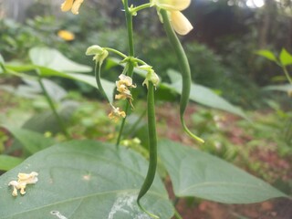Beans A small plant with fresh pods on it, green in color.Beans growing on a green plant.Bean plant with flowers.Plant with soft bean pods and white bean flowers,Beans A small plant with fresh pods on