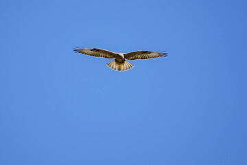 Wildlife - Birds. Long-legged sparrowhawks can be seen in mountains, valleys, forest edges, steppes, farmlands and seashores. They usually feed on small mammals such as field mice and moles.