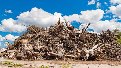 The photo shows a mountain of tree roots, branches and wood waste, and a blue sky and clouds in the background