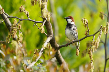 Wildlife - birds. The Spanish sparrow (Passer hispaniolensis) bird lives in wetland farmlands, small settlements, parks and gardens. It feeds mainly on seeds and insects.