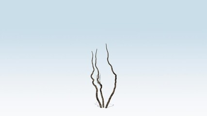 Lemon fruit tree growing from the ground up