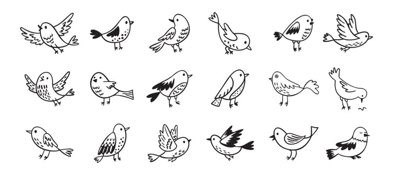 Bird doodle set. Birds hand drawn collection. Cute hand drawn bird doodles. Black on white drawing