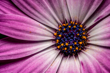 Obraz premium Macrophotography of an African daisy flower with yellow pollen