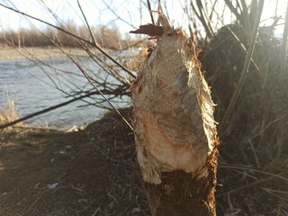 A stump from a tree that a beaver has gnawed. Beavers in the wild