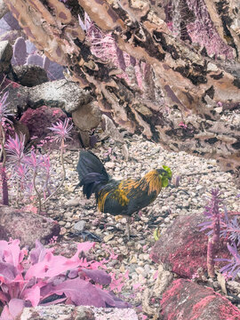 rooster on the rocks