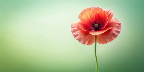 Obraz premium A single delicate poppy blossom against a soft green backdrop
