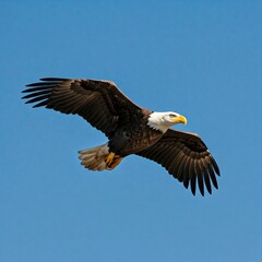 Fototapeta premium bald eagle in flight