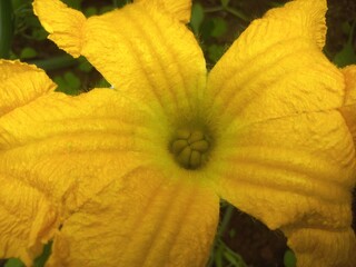 Pumpkin Flower blossoms and begins to bear fruit.Loofah, pumpkin, and zucchini are all gourds.They have very similar flowers.
Pumpkin Small Bud in Fruit With Yellow Flower,A beautiful pumpkin Yellow 