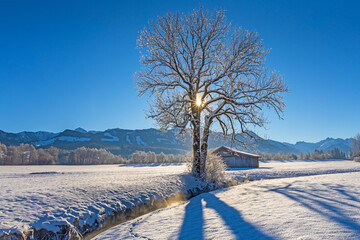 Allgäu - Winter - Neuschnee - Baum - Stadel - Berge - Oberstdorf