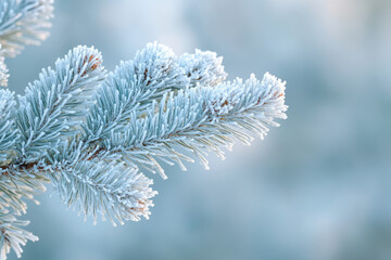 Frost-covered pine branch, winter wonderland scene, serene and peaceful.