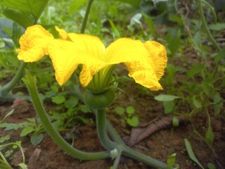 Pumpkin Flower blossoms and begins to bear fruit.Loofah, pumpkin, and zucchini are all gourds.They...
