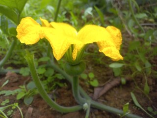 Pumpkin Flower blossoms and begins to bear fruit.Loofah, pumpkin, and zucchini are all gourds.They have very similar flowers.
Pumpkin Small Bud in Fruit With Yellow Flower,A beautiful pumpkin Yellow 