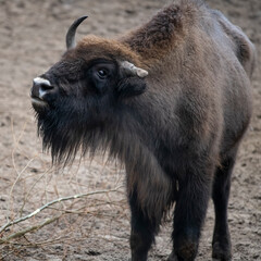 Obraz premium Nachzuchterfolg - Zweijähriges Kalb eines Wisents