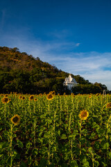  Brightly colored sunflowers stand tall in front of a lush sunflower field. The colorful sky at sunset adds to the peaceful and harmonious atmosphere. A vast sunflower field as far as the eye can see