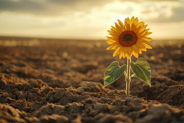 A single sunflower bravely stands tall in a vast, sunlit field, symbolizing resilience and hope.
