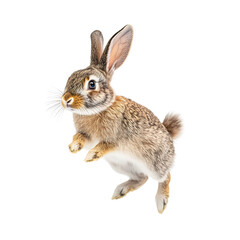 Obraz premium rabbit isolated on white background showcasing natural poses and dynamic movements, perfect for design projects and creative artwork.