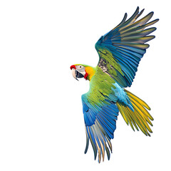 Obraz premium blue and yellow macaw isolated on white background showcasing natural poses and dynamic movements, perfect for design projects and creative artwork.