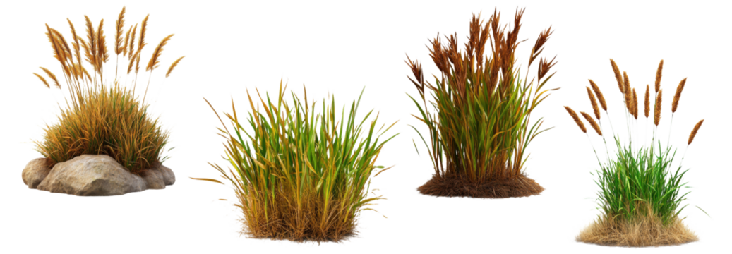 Grass and cattail plants isolated on a transparent background