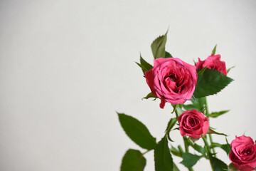 ピンクのスプレーばら