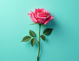 Single pink rose against a vibrant teal background.  A classic symbol of love and beauty, elegantly presented for a sophisticated aesthetic.