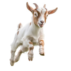 Obraz premium goat on white background Playful animal playing background removed PNG images showcasing natural poses and dynamic movements, perfect for design projects and creative artwork.