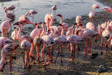 Obraz premium Gathering of Flamingos, Walvis Bay, Namibia