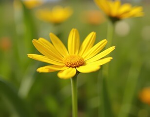 Close-up of a vibrant yellow daisy in a field, bathed in sunlight.  The petals are sharp and the center is detailed. Other daisies are softly blurred in the background.