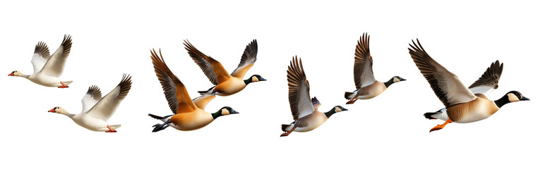 flying geese in formation isolated on a transparent background