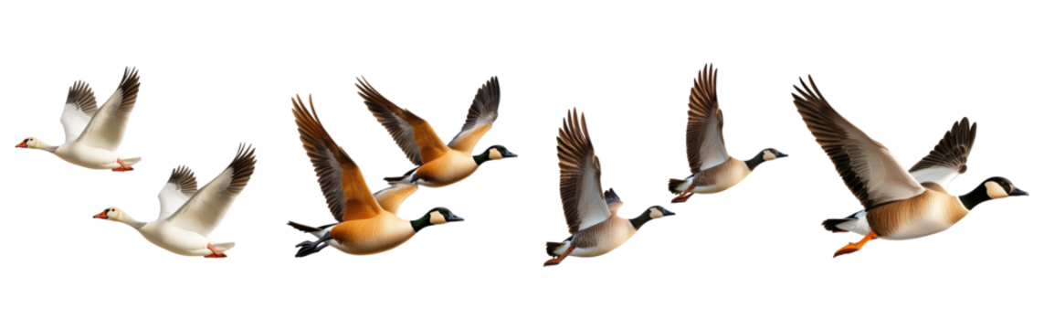 flying geese in formation isolated on a transparent background