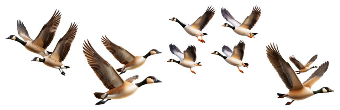 Group of flying geese isolated on a transparent background