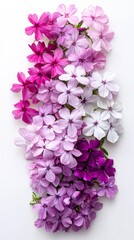 Obraz premium A Delicate Arrangement of Vibrant Pink and Purple Flowers. A Stunning Display of Nature's Beauty. A Perfect Floral Image for Spring and Summer.